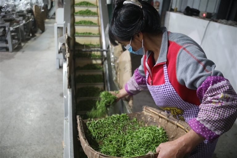 3月24日,徽州区富溪乡富源茶厂车间,工人正在制茶.